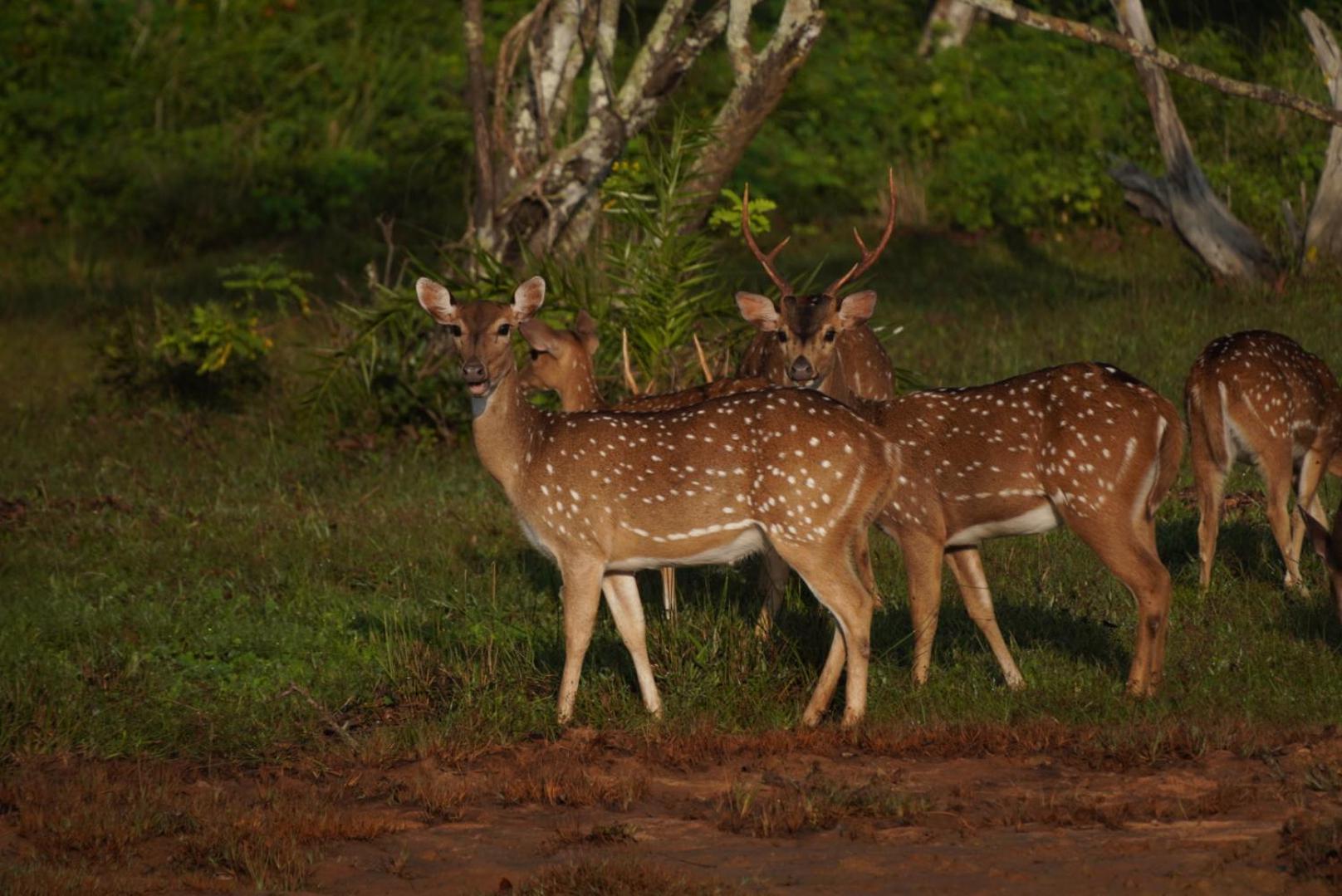 Bhawana Canal View Resort Nochchiyagama Buitenkant foto